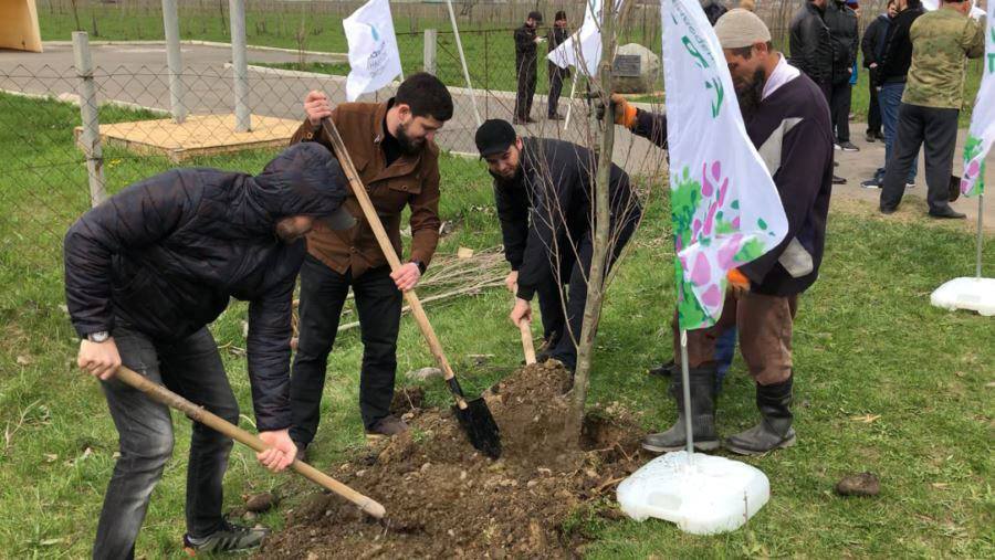 На территории Назрановского района появится новые саженцы.