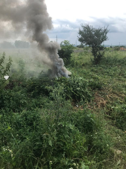 В с.п.Яндаре уничтожили 60 кв.м. дикой конопли. В с.п.Яндаре уничтожили 60 кв.м. дикой конопли.